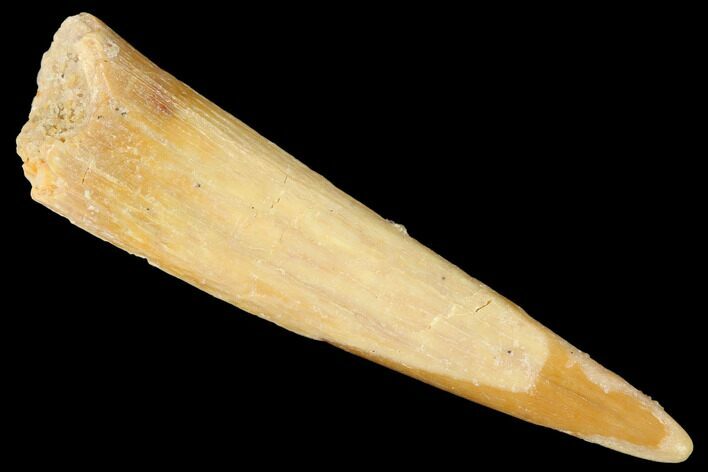 Fossil Pterosaur (Siroccopteryx) Tooth - Morocco #167143
